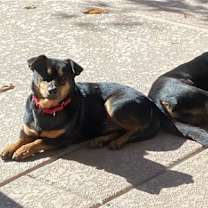Thumbnail photo of Iggy and Marley #3
