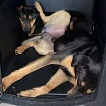 Thumbnail photo of Iggy and Marley #4