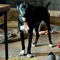 Thumbnail photo of Jack Daniels #2