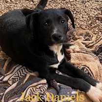 Thumbnail photo of Jack Daniels #3