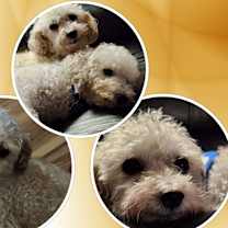 Thumbnail photo of Adopted!! George & Gracie - OK #2