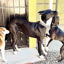 Thumbnail photo of Odin #4