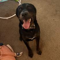 Thumbnail photo of Kujo #1
