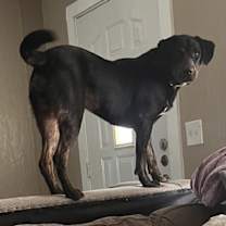 Thumbnail photo of Kujo #3