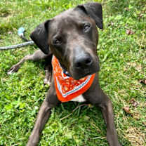 Thumbnail photo of Brody #1