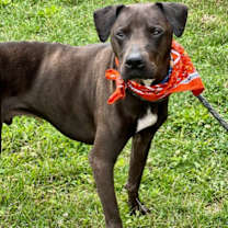 Thumbnail photo of Brody #2