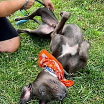 Thumbnail photo of Brody #3