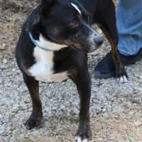 Thumbnail photo of Brutus #1