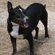 Thumbnail photo of Brutus #2