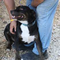 Thumbnail photo of Brutus #3