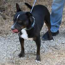 Thumbnail photo of Brutus #4