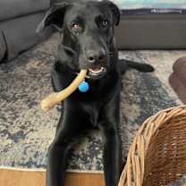 Thumbnail photo of Nico #3