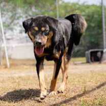Thumbnail photo of Gotar #2