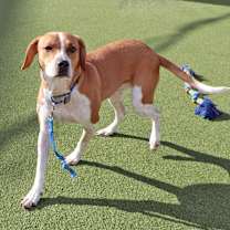 Thumbnail photo of Sinatra #1
