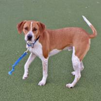 Thumbnail photo of Sinatra #3