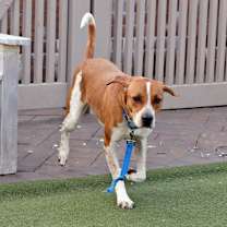 Thumbnail photo of Sinatra #4