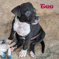 Thumbnail photo of Tee #4