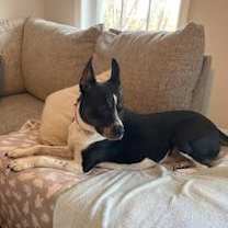 Thumbnail photo of MAGGIE (SHIRLEY  - Boston Terrier mix) #1