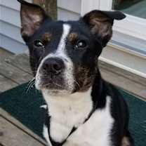 Thumbnail photo of MAGGIE (SHIRLEY  - Boston Terrier mix) #2