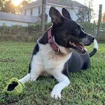 Thumbnail photo of MAGGIE (SHIRLEY  - Boston Terrier mix) #3