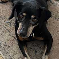 Thumbnail photo of Rumi #3