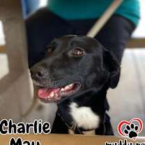 Thumbnail photo of Charlie May #2