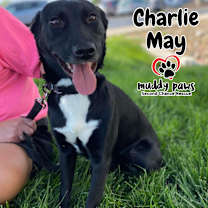 Thumbnail photo of Charlie May #3