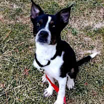 Thumbnail photo of MAGGIE (SHIRLEY  - Boston Terrier mix) #4