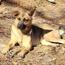 Thumbnail photo of Belle #3