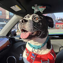 Thumbnail photo of Daisy #1