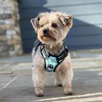 Thumbnail photo of Polo #4