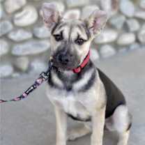 Thumbnail photo of Piper #3