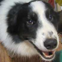 Thumbnail photo of Luke #1