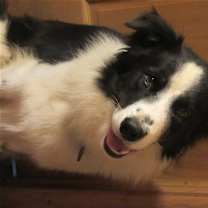 Thumbnail photo of Luke #2