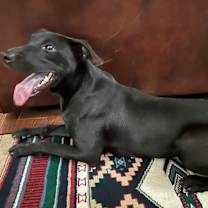Thumbnail photo of LAYLA #3