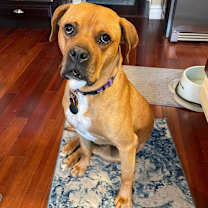 Thumbnail photo of Maverick #1