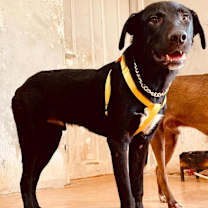 Thumbnail photo of Ricki (Middle-East, ST) #2