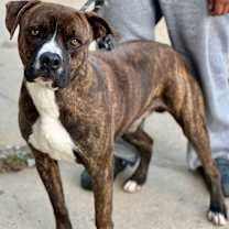 Thumbnail photo of Oakley #1