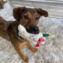 Thumbnail photo of Ruckus #2