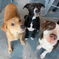 Thumbnail photo of Oreo #4
