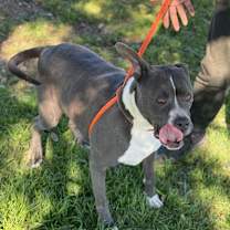 Thumbnail photo of Blue #1