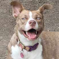 Thumbnail photo of Nala Girl #1