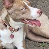 Thumbnail photo of Nala Girl #2