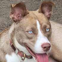 Thumbnail photo of Nala Girl #3