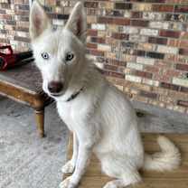 Thumbnail photo of Susi #1