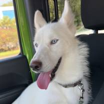 Thumbnail photo of Susi #2