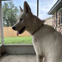 Thumbnail photo of Susi #3