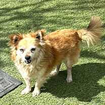 Thumbnail photo of Rusty #2