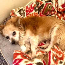 Thumbnail photo of Rusty #4
