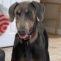 Thumbnail photo of Remy #1